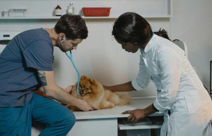 Is sterilization dangerous for the dog's health?