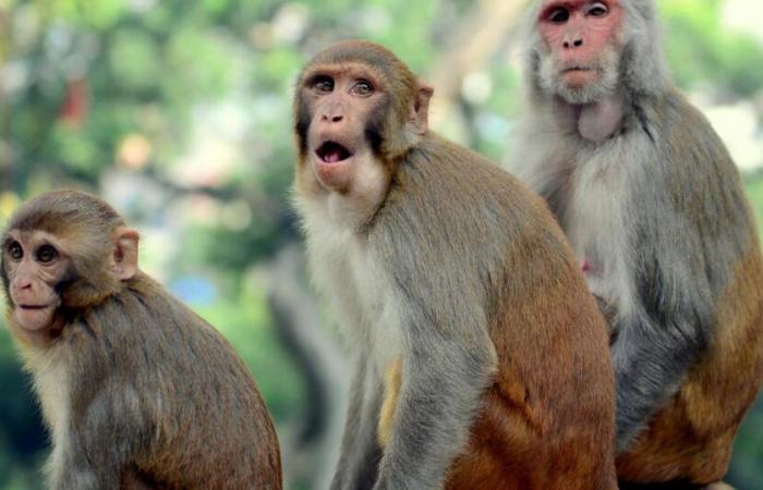 police track 40 monkeys who escaped from research center