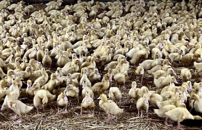 Landes: a case of avian flu detected in a duck farm in Saint-Etienne-d’Orthe