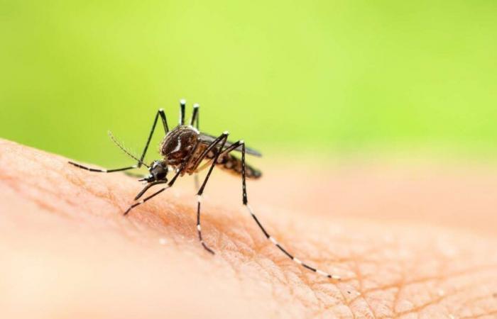 this rather radical anti-mosquito method discovered by scientists could change everything!