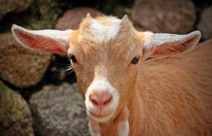 three men sentenced after cutting a goat into pieces