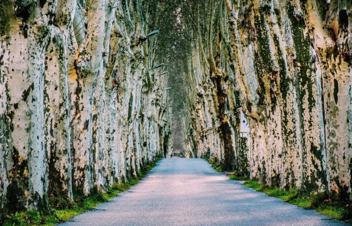 an operation to fell diseased trees on the RD25 and RD35