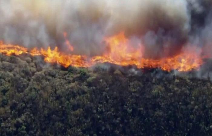 Californian forests are ravaged by flames