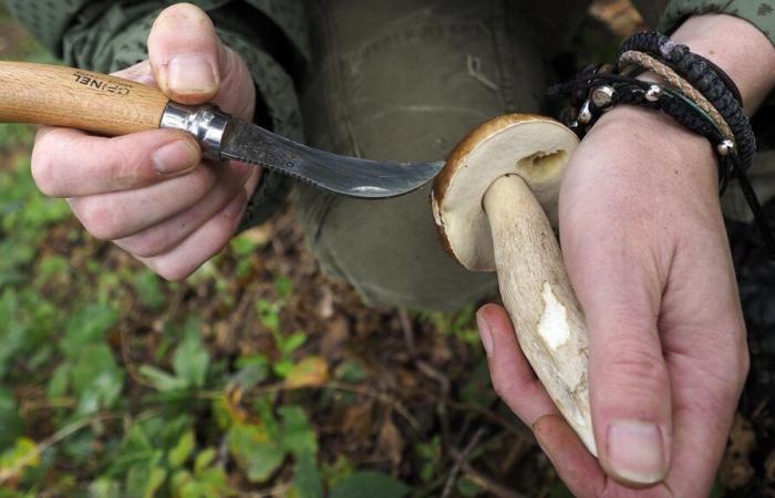 Mushroom picking: a specialist answers your questions live this Thursday