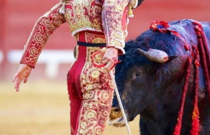 Bullfighting soon to be banned for minors under 16, due to the “risk of trauma” for the youngest? The Senate answers “no”, for the moment, after an examination yesterday in the law committee