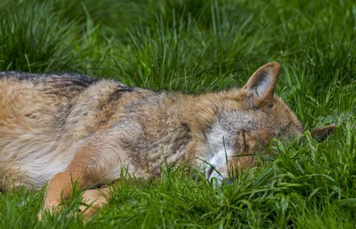 Is he dead or injured? A wolf not found in Switzerland near Mont Tendre after regulation shooting