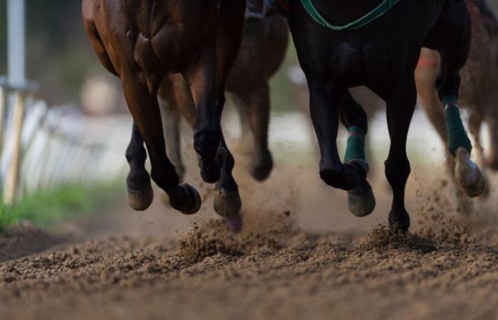 No horse racing in France this Thursday, which explains this extremely rare absence