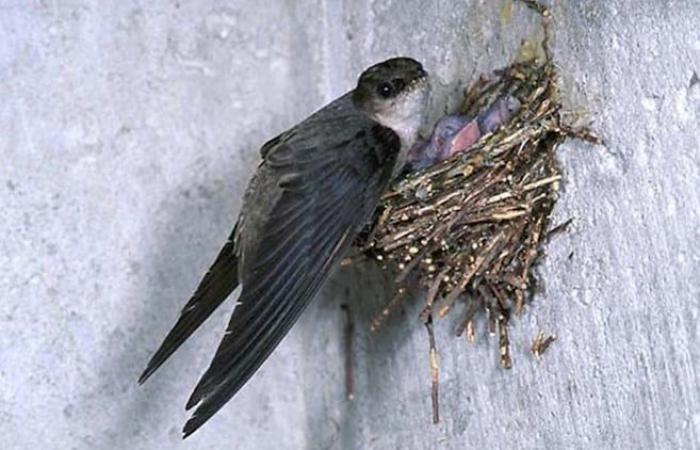 A colony of chimney swifts takes a real estate project hostage in Magog