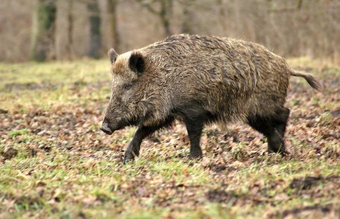 A 52-year-old hunter injured after a wild boar charge