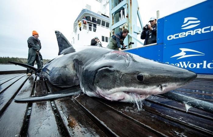 How did this shark end up with a gigantic scar on its head?