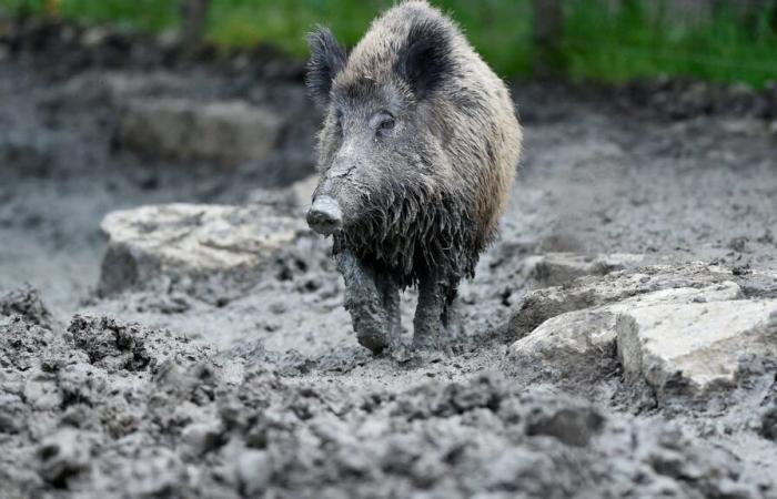 the sow Cocotte entrusted to an animal park after having lived for three years in an unsanitary barn