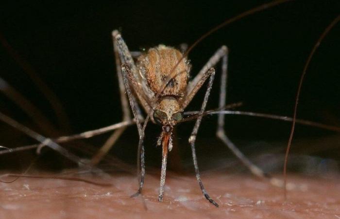 new case of West Nile in Gironde