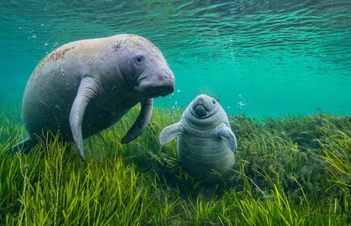 The most beautiful animal photos on display in Basel