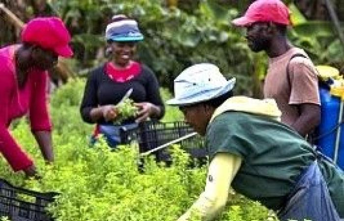 Haiti – Agriculture: The DR seeks a solution to illegal Haitian agricultural workers