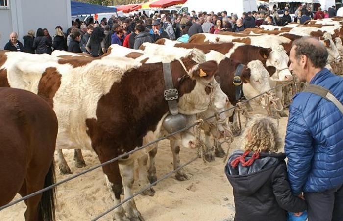 Great Saint-Martin Fair in Seyssel, one of the most important in the area!