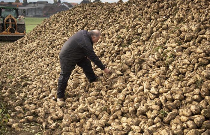 Average to good sugar beet harvest