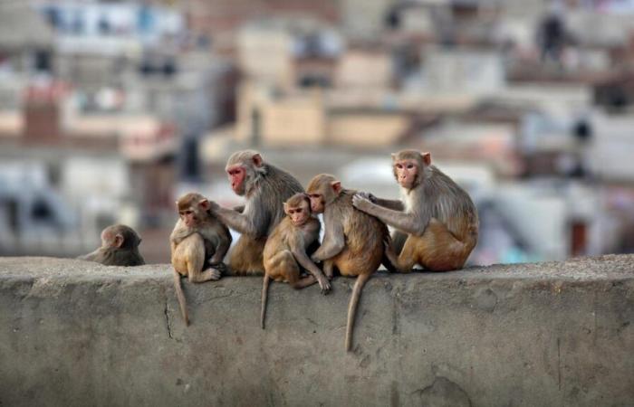 Forty monkeys escaped from a laboratory in the United States, the police are actively searching for them