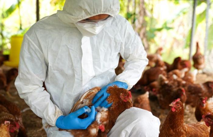 Avian flu: high risk, French farms once again threatened