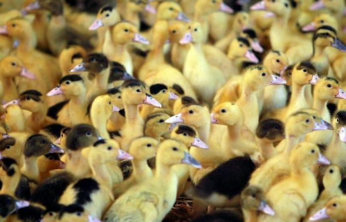 The risk of avian flu raised from “moderate” to “high” in France