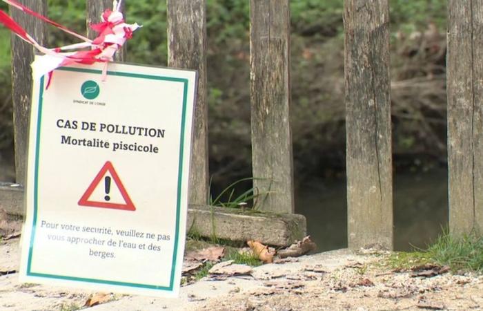 Hundreds of dead fish discovered on a body of water in Essonne