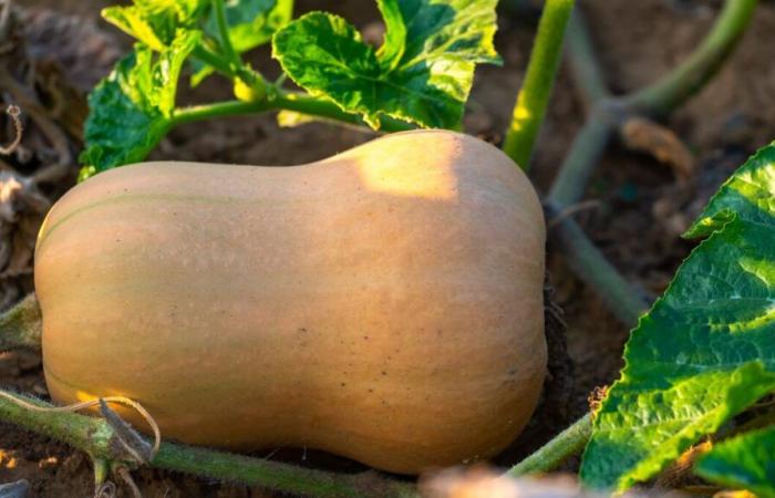 With fall, butternut season has begun!