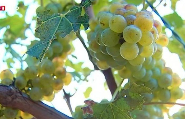 Vines: the 2024 harvest expected to decline by 23% in France due to the weather