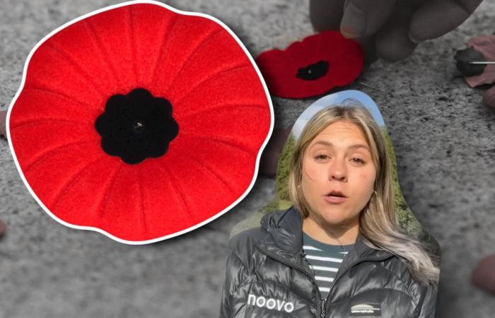 Remembrance Day: the story of the poppy