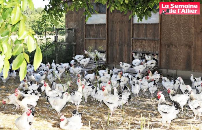 a first case of avian flu detected in a Bourbonnais village