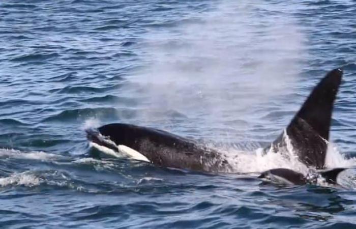 Pollutants harm the reproduction of orcas in the Atlantic, according to a study