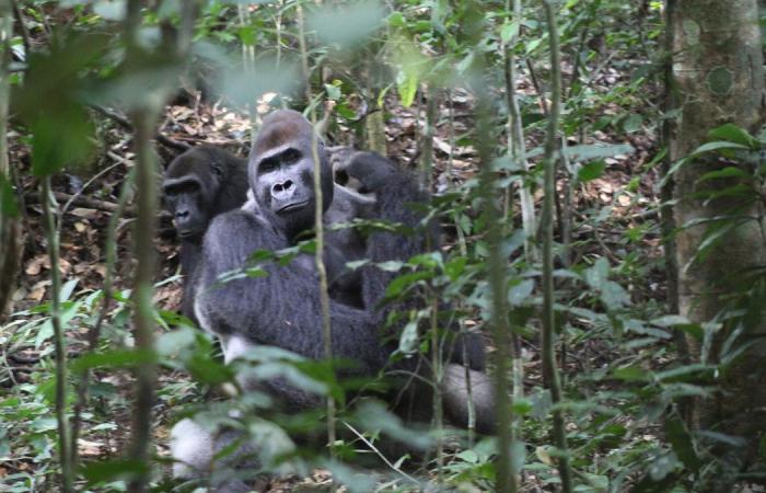 Science: Gorillas speak like perfect democrats