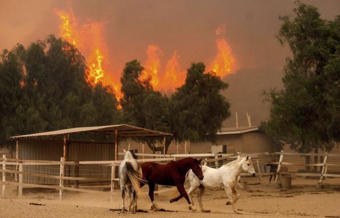 Large fire in California | More than a hundred homes destroyed near Los Angeles