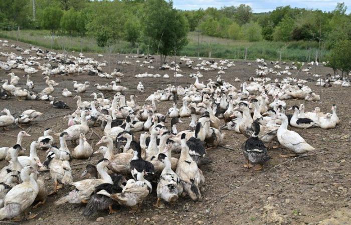 Avian flu: the risk will go from “moderate to “high” on Saturday in France