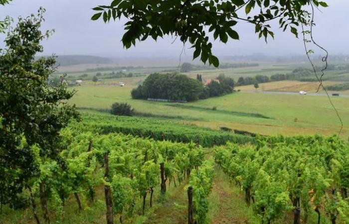 Weather News: The 2024 harvest in France expected to decline by 23% – METEO CONSULT – DETAILED 15-day WEATHER FORECASTS