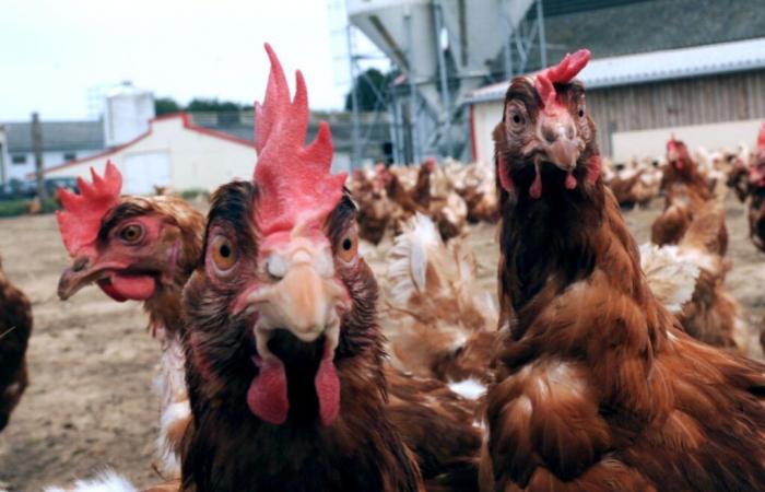 “high” level of risk in France, leading to the confinement of poultry