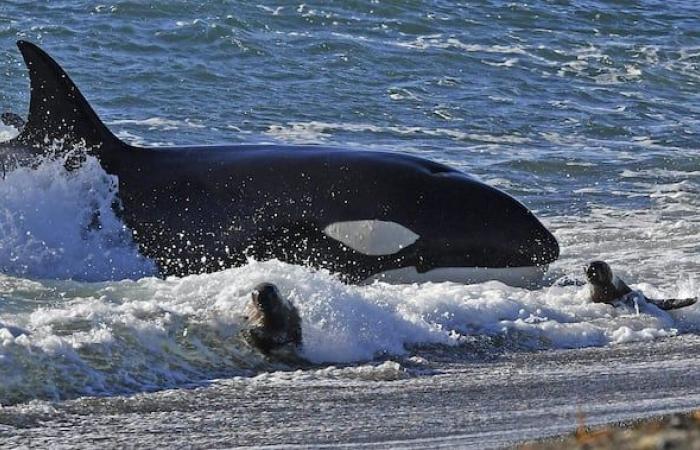 Pollutants harm orca reproduction