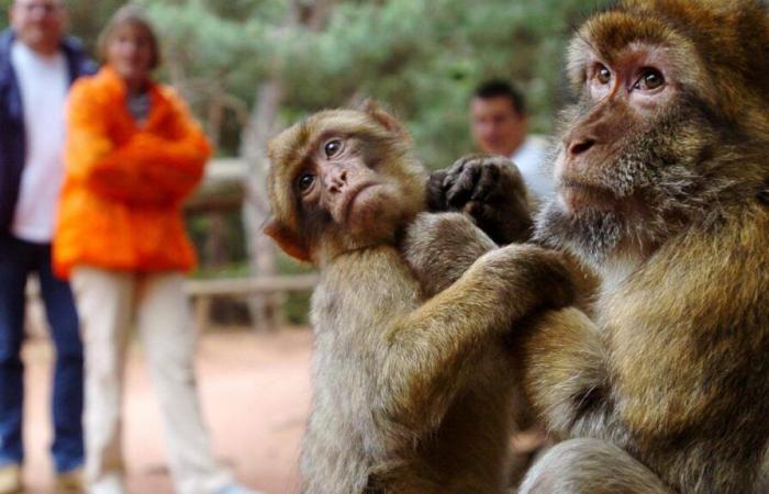 Dozens of monkeys escape from a research center: “Don’t go near them!” »