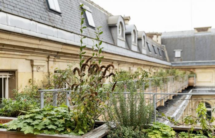 This start-up wants to adapt Parisian rooftops to