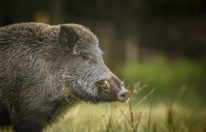 New accident in the Ardennes: A hunter hospitalized after charging a wild boar