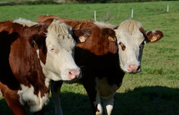 Finistère. Milk farmers deregistered from Lactalis in search of a new collector