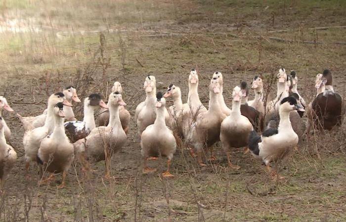 “I will not lock up my ducks”, while France returns to “high” risk, breeders refuse the return of confinement