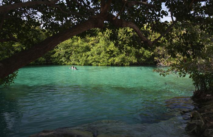 8 of the best cenotes near Tulum