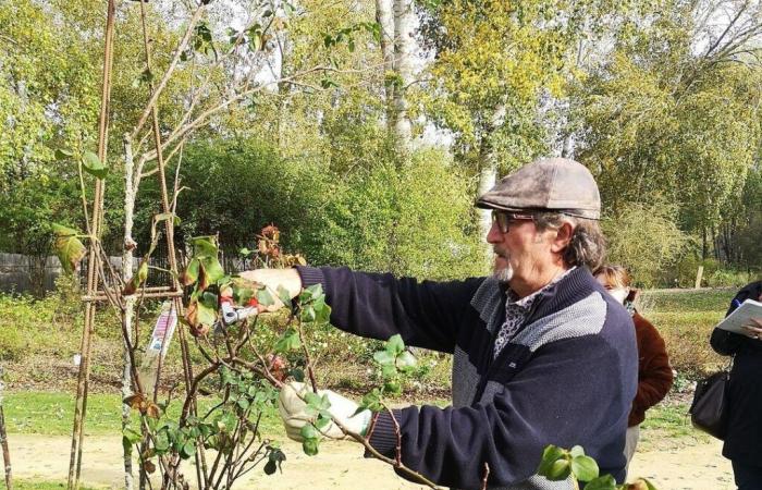 Maine-et-Loire. Nearly 800 varieties of rose bushes for sale and pruning workshops this weekend