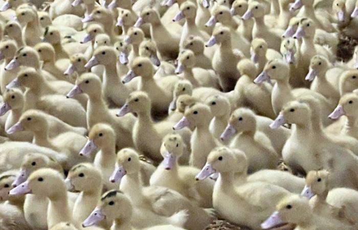 “A strong infection dynamic”: the level of risk linked to avian flu in France raised from “moderate” to “high”