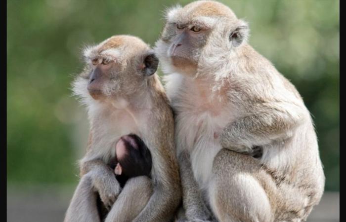 South Carolina | Forty-three macaques escape from a laboratory