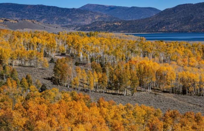 Pando, a forest made up of a single tree, one of the oldest living things on Earth