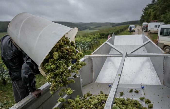 The weather weighed down the harvest in France, falling by 23%