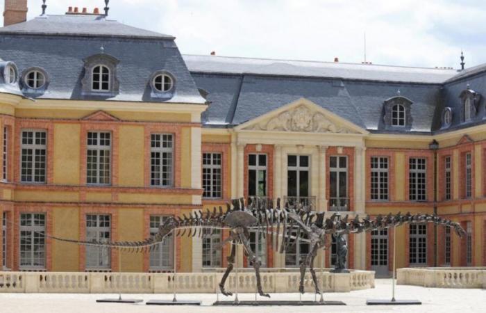 Auction of Vulcan the largest dinosaur