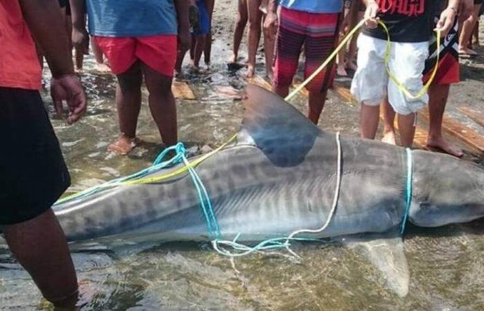 In Reunion, shark catches widely contested