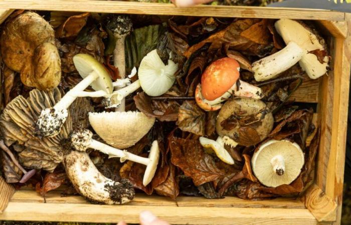 “Not before 12 years”: why children should not eat mushrooms