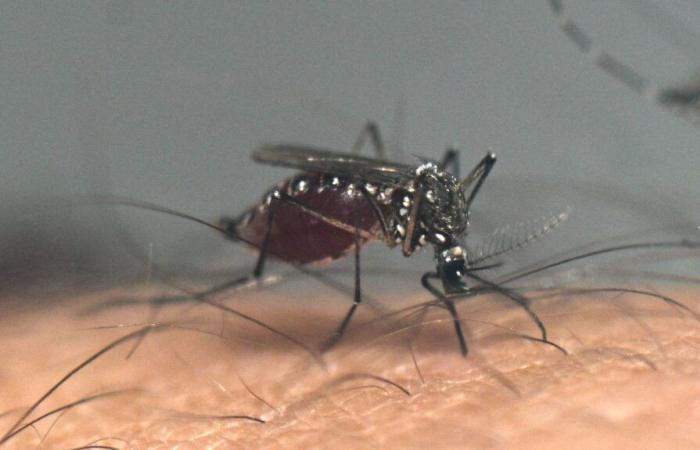 A new avenue to fight against mosquitoes: male deafness